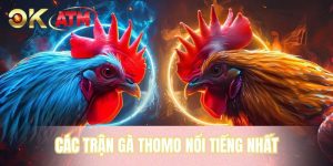 Các Trận Gà Thomo Nổi Tiếng Nhất - Cuộc Đấu Đi Vào Lịch Sử