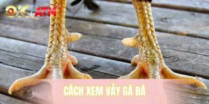 Cách Xem Vảy Gà Đá - Bí Quyết Chọn Chiến Kê Chuẩn Xác