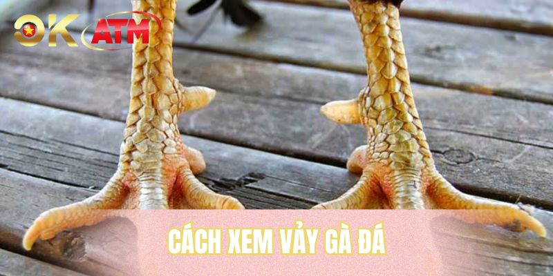 Cách Xem Vảy Gà Đá - Bí Quyết Chọn Chiến Kê Chuẩn Xác