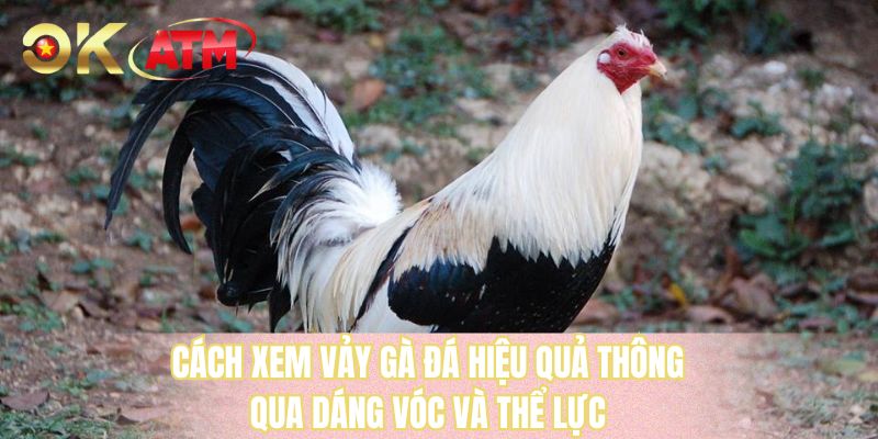 Cách xem vảy gà đá hiệu quả thông qua dáng vóc và thể lực