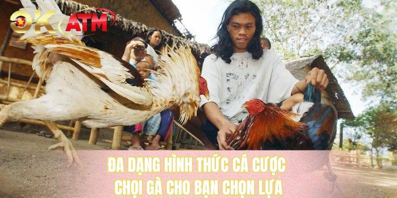 Đa dạng hình thức cá cược chọi gà cho bạn chọn lựa