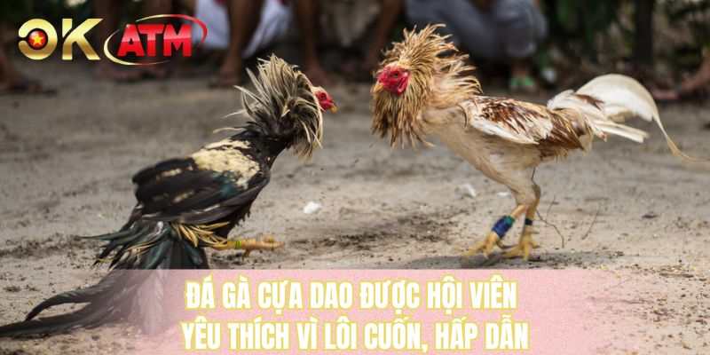 Đá gà cựa dao được hội viên yêu thích vì lôi cối, hấp dẫn 
