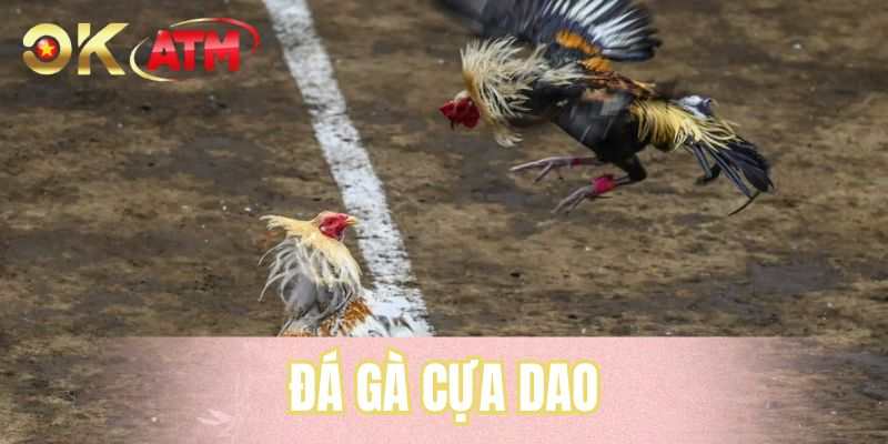 Đá Gà Cựa Dao - Sự Lựa Chọn Hàng Đầu Cho Hội Viên OKATM