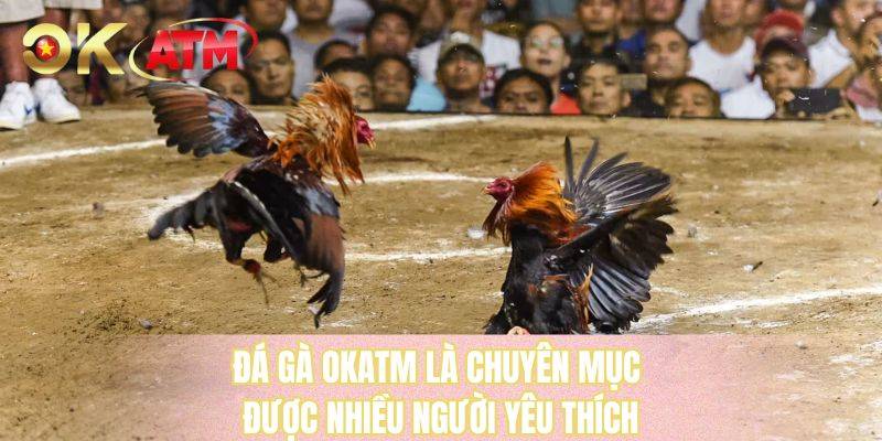 Đá gà OKATM là chuyên mục được nhiều người yêu thích