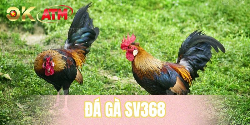 Đá Gà SV368 - Sân Chơi Đấu Kê Trực Tuyến Rực Lửa