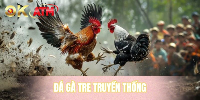 Đá Gà Tre Truyền Thống - Những Cuộc Giao Tranh Gay Cấn