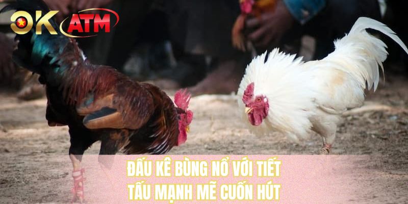 Đấu kê bùng nổ với tiết tấu mạnh mẽ cuốn hút