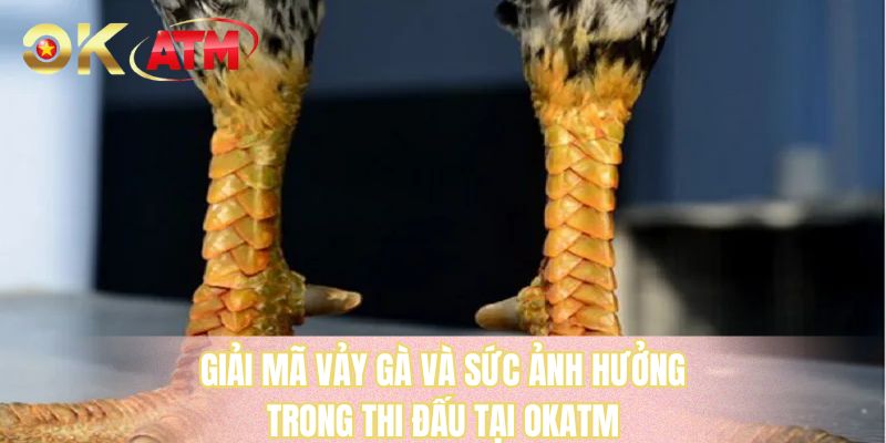 Giải mã vảy gà và sức ảnh hưởng trong thi đấu tại OKATM