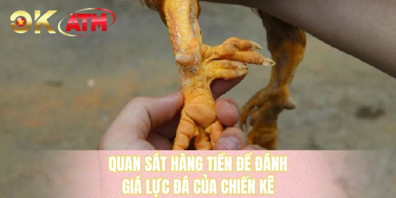 Quan sát hàng tiền để đánh giá lực đá của chiến kê